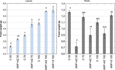 The shaping of onion seedlings performance through substrate formulation and co-inoculation with beneficial microorganism consortia